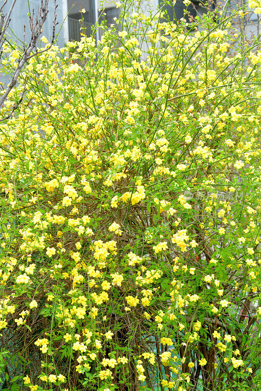 迎春花/迎春花/茉莉